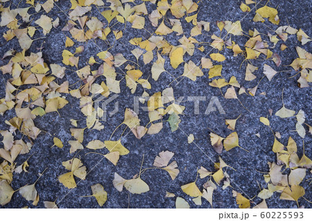 秋-イチョウ（銀杏） 60225593