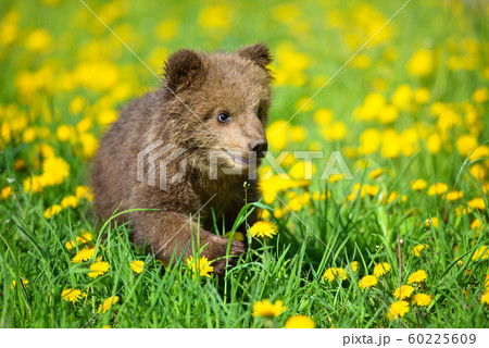 Cute little brown bear cub playing on a lawn Cute little brown bear cub playing on a lawn 60225609
