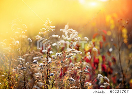 Goldenrod (Solidago canadensis) with dry seeds Goldenrod (Solidago canadensis) with dry seeds 60225707