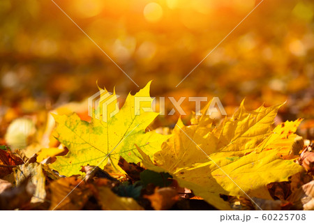 Beautiful autumn background with marple leaves 60225708