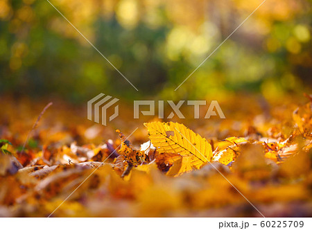 Beautiful autumn background with leaves Beautiful autumn background with leaves 60225709