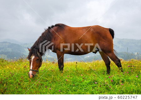 Horse on the meadow in the mountains. Horse on the meadow in the mountains. 60225747