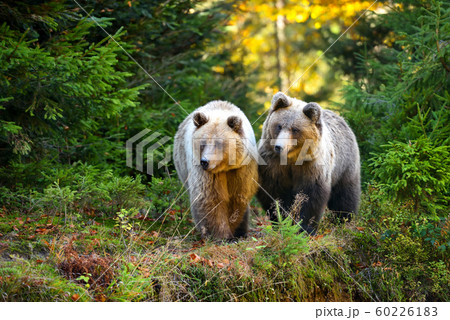 Two young brown bears in the authumn forest Two young brown bears in the authumn forest 60226183