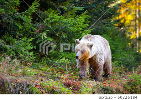 Young european brown bear in the authumn forest Young european brown bear in the authumn forest 60226184