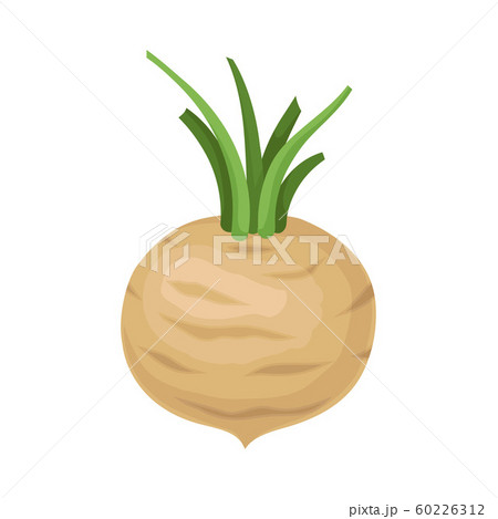 Big White Root Vegetable With Green Stems For Cookbook With Healthy Recipes Vector Illustration Isolated On White Background Big White Root Vegetable With Green Stems For Cookbook With Healthy Recipes Vector Illustration Isolated On White Background 60226312