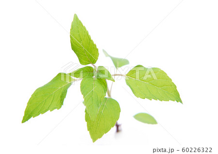 ケンブリジスカーレットベルガモット ケンブリジスカーレットベルガモット 60226322