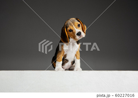 Studio shot of beagle puppy on grey studio background Studio shot of beagle puppy on grey studio background 60227016