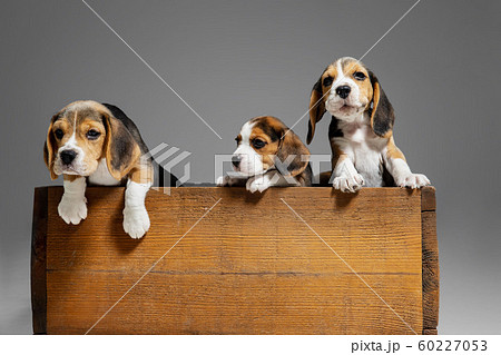 Studio shot of beagle puppies on grey studio background 60227053