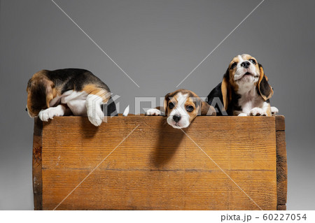 Studio shot of beagle puppies on grey studio background 60227054