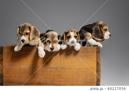 Studio shot of beagle puppies on grey studio background 60227056