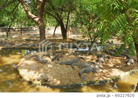 Crocodile Bank in Chennai of South India Crocodile Bank in Chennai of South India 60227620