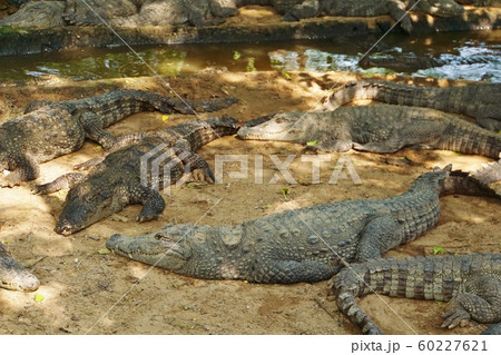 インド南部チェンナイのワニ（Crocodiles in Crocodile Bank） 60227621
