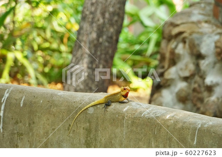 Wild Animal seen in Madras Crocodile Bank Trust Wild Animal seen in Madras Crocodile Bank Trust 60227623