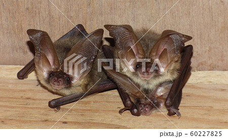 ニホンウサギコウモリ ニホンウサギコウモリ 60227825