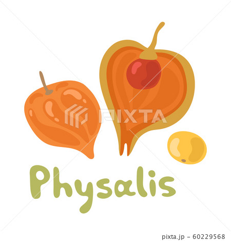 Cape physalis fruit icon, fruit with husk. Physalis alkekengi, bladder cherry, Japanese lantern, strawberry groundcherry, Chinese lantern or winter cherry. 60229568