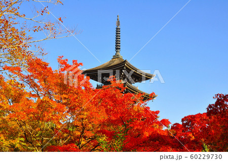 浄土宗極楽山西方寺　紅葉に囲まれた定義如来の五重塔 60229730