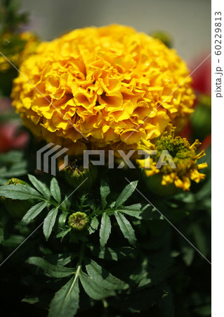 アフリカンマリーゴールドの花 60229813
