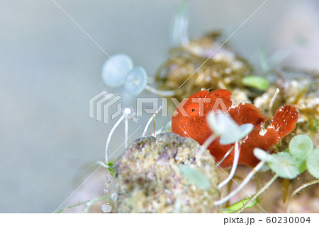 カエルアンコウ カエルアンコウ 60230004