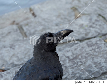 公園のハシブトガラス　子供 60230131