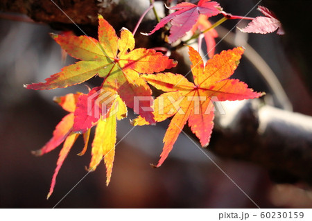 光と紅葉 光と紅葉 60230159