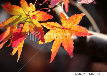 光と紅葉 光と紅葉 60230160
