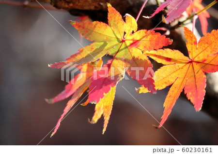 光と紅葉 光と紅葉 60230161