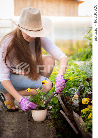 Young woman gardening - planting flowers into flower pot Young woman gardening - planting flowers into flower pot 60230920