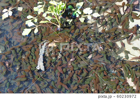 オタマジャクシの群れ オタマジャクシの群れ 60230972