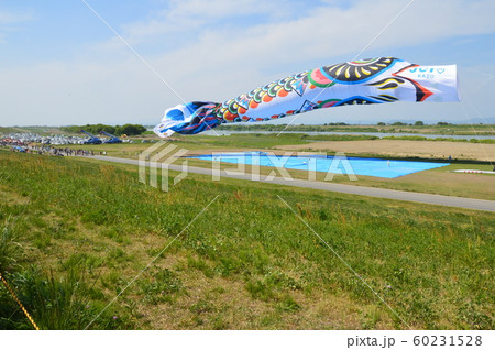 ふわっと浮きかかった「ジャンボこいのぼり」（利根川河川敷 緑地公園／埼玉県加須市） 60231528
