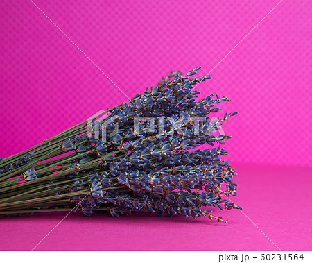 Photo of a bouquet of dried blue lavender on a pink background front view 60231564