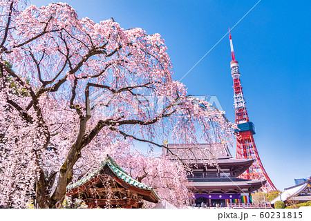 増上寺の桜　東京タワー 60231815