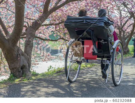 【河津桜 南伊豆町】 【河津桜 南伊豆町】 60232088