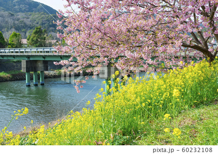 【河津桜　南伊豆町】 60232108