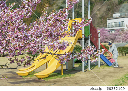 【河津桜 南伊豆町】 【河津桜 南伊豆町】 60232109