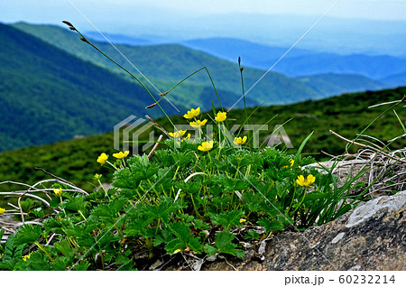 早池峰に咲くミヤマキンバイ 60232214