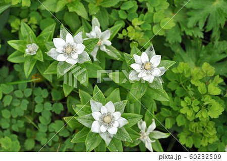 南蔵王に咲くウスユキソウ 60232509