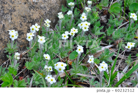早池峰山に咲くトチナイソウ 60232512