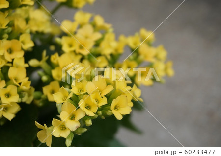 カランコエの花 カランコエの花 60233477