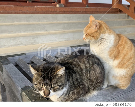 賽銭箱の上に乗ったネコ 賽銭箱の上に乗ったネコ 60234170