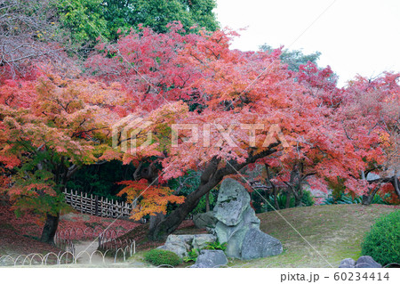 後楽園の紅葉 後楽園の紅葉 60234414