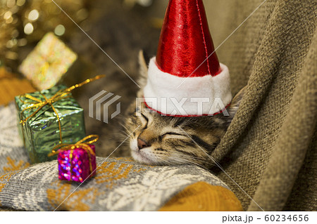 子猫 クリスマス 子猫 クリスマス 60234656