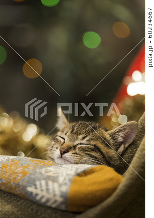 子猫 クリスマス 60234667