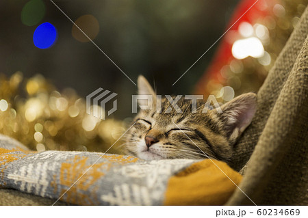 子猫 クリスマス 60234669