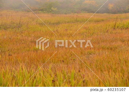 鎌池湿原の草紅葉 60235107