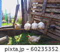 Chicken on the farm 60235352
