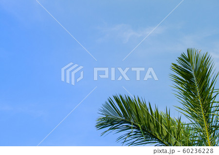 palm leaf on blue sky background palm leaf on blue sky background 60236228