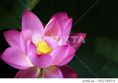 蓮 ピンク 花 60236654