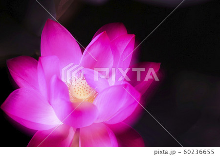 蓮 済州島 ピンク 60236655