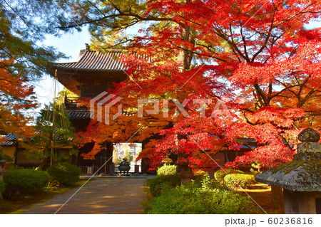 天徳院 山門 紅葉狩り 金沢 天徳院 山門 紅葉狩り 金沢 60236816