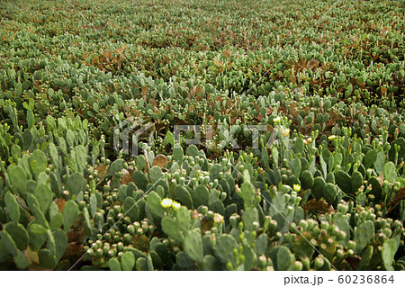 済州島 天然記念物 ユネスコ 60236864